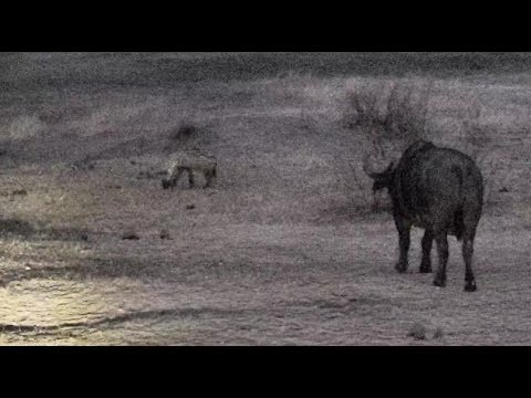 Djuma: Curious Hyenas and Breeding herd of African Buffalo - 18:12 - 09/19/18