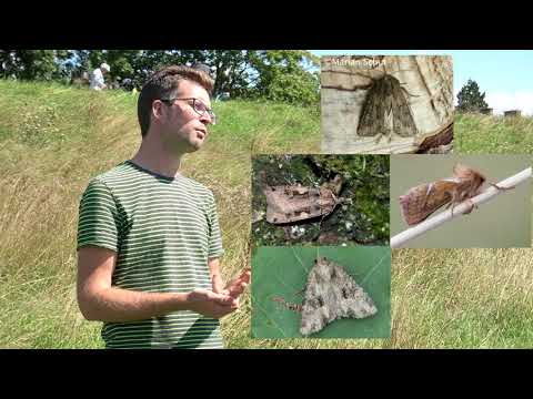 Boeren tellen nachtvlinders - BIMAG