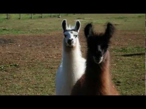 Llama Dance, instrumental by Scott Greeson and Kevin Ludwig - Wabash Gypsies