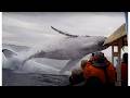 Whale Jumps Out Of Nowhere During Sight Seeing Tour Almost Hits Boat