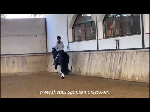 GARBOSO CLXXX - Black beauty Andalusian stallion for sale ~Thebestspanishhorses.com