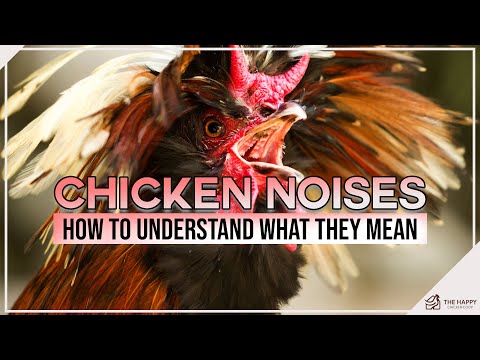 Chicken Noises How to Understand What They Mean