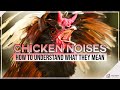 Chicken Noises How To Understand What They Mean
