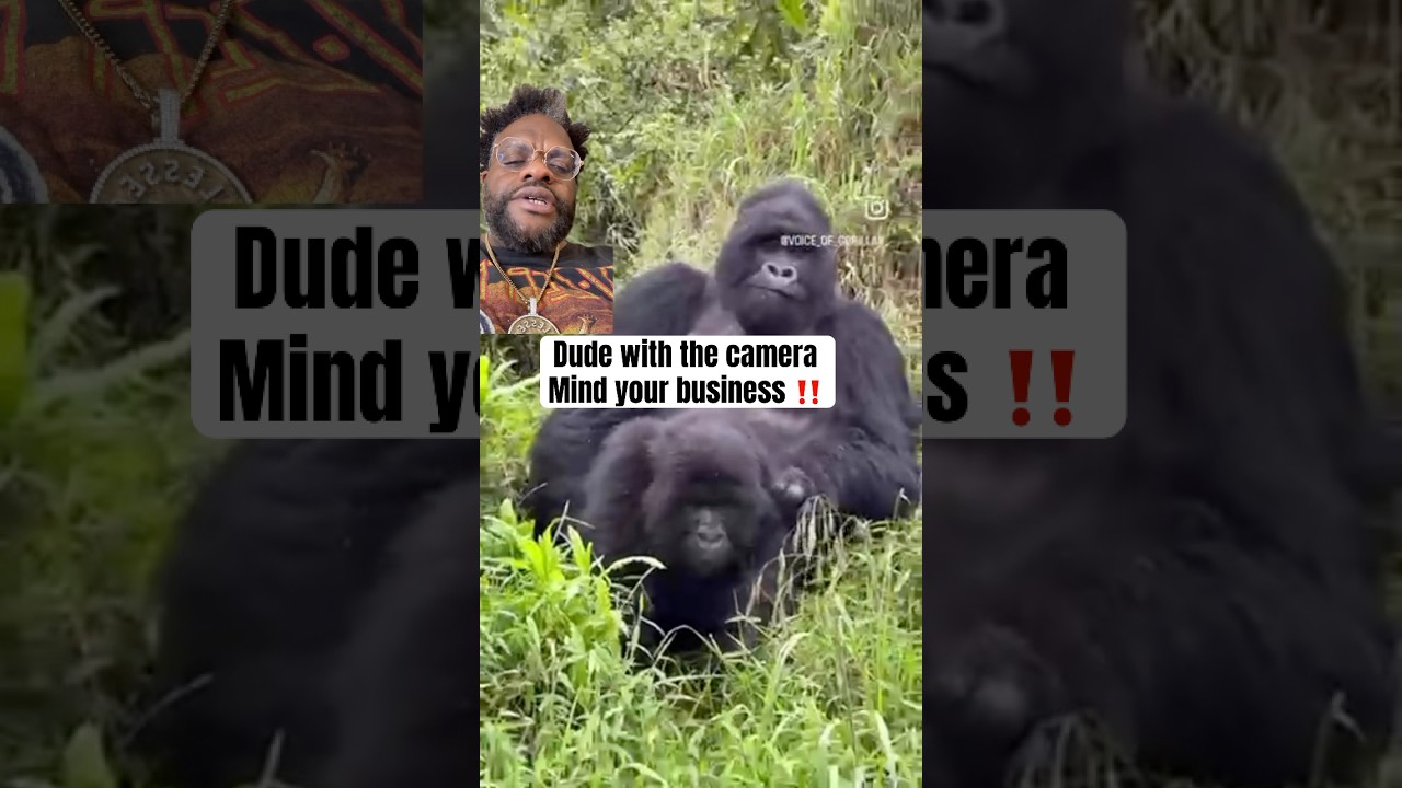 These Gorillas are minding their business. Bruh go head on.