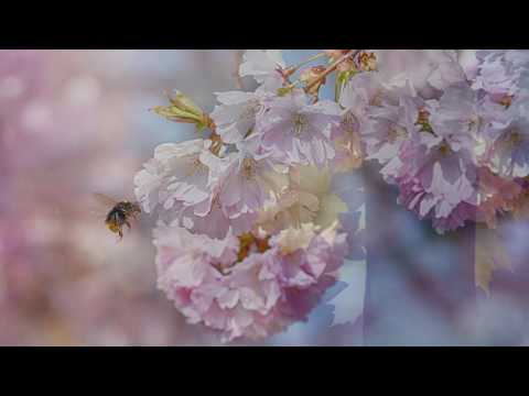 Die Babenberger - Die Zeit (Single)