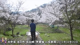 preview picture of video '長野県 池田町 桜仙峡・夢農場 山桜散策 2014 季来里ふぁーむ・すずき'