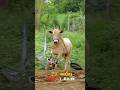 PR APPU Running Bull Jallikattu Kangeyam Trending