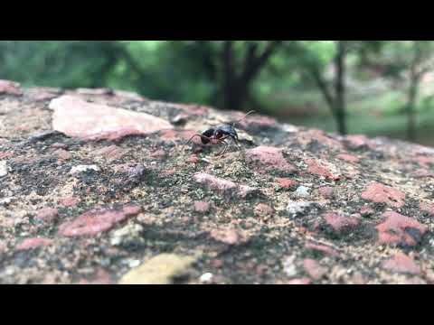 Rakhi mashi Glimpse of Tughlakabad Fort