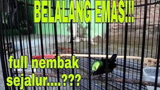 Download lagu KONIN GACOR ISIAN BELALANG EMAS ||FUL NEMBAK SEJALUR||SUARA JERNIH COCOK BUAT MASTERAN MUDAH DI TIRU mp3