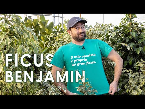 Ficus benjamin: guida completa alla coltivazione in 9 passi