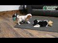 Cavalier King Charles Spaniel dogs for sale: Seth - Video 1