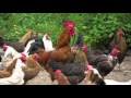 Carnival of the Animals - Hens & Roosters