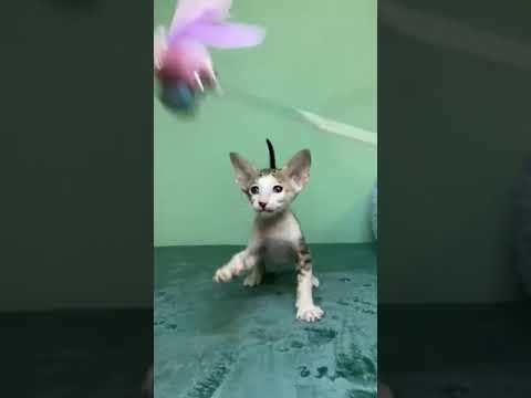 Charming Oriental Kitten Named Nasar