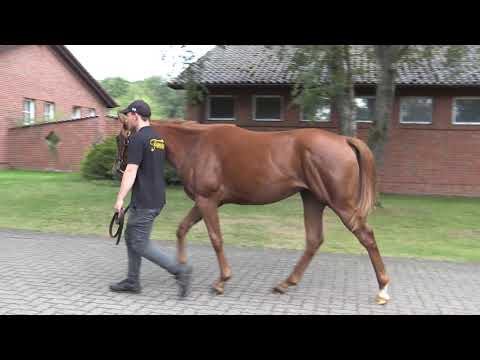 Lot 52 BBAG Jährlingsauktion 2020