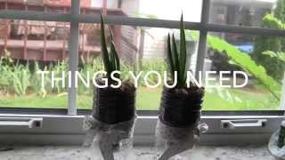 DIY Indoor Plants Ideas