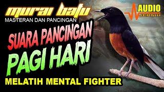Download lagu PANCINGAN PAGI HARI MELATIH MENTAL FIGHTER Pancing... mp3