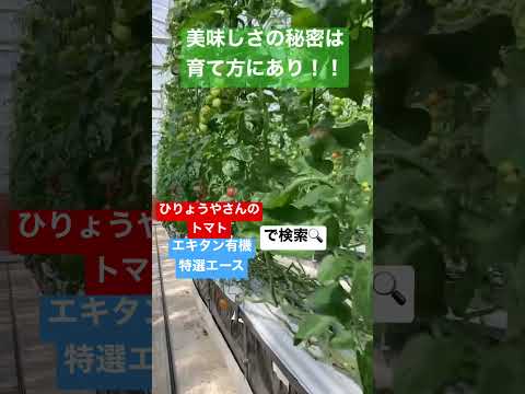 トマトに最適な肥料は何ですか?土壌を豊かにし、成長させるためのおばあちゃんの 7 つのヒント  庭園