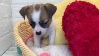 ハーフ犬の動画01