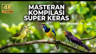 Download lagu 🔴 Live Masteran Kompilasi Cucak Cungkok Gacor vs Kedasih Violet Panjang vs Tepus Kepala Abu Kolibri mp3 Download lagu 🔴 Live Masteran Kompilasi Cucak Cungkok Gacor vs Kedasih Violet Panjang vs Tepus Kepala Abu Kolibri mp3