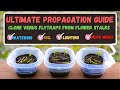 Venus Flytrap Propagation How To Propagate Venus Flytraps From Flower Stalk Cuttings