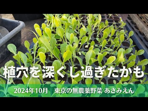 8月に子羊のレタスを播種するにはどうすればよいですか？冬のサラダを楽しむための 7 つのメンテナンス方法  庭園