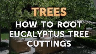 How to Root Eucalyptus Tree Cuttings
