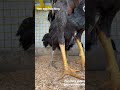 Pandem Kollu Pandemkollu Godavari Kodi Vidikallakollu Animals Farming Cityfarmer Pandemkodi