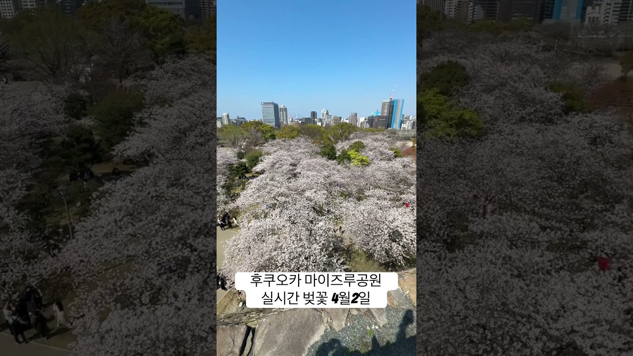 후쿠오카 벚꽃 실시간 4월2일