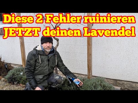 2 mistakes that can ruin your lavender now