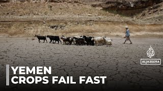 Yemen drought: 85% of agricultural land not cultivated this year
