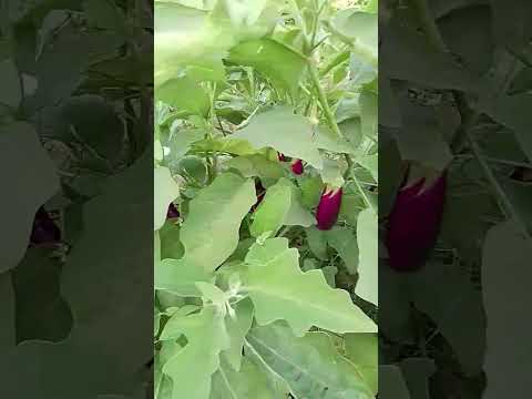 Desh bhakti song 15 August #status #trending #baigan #youtube#shorts #cammer