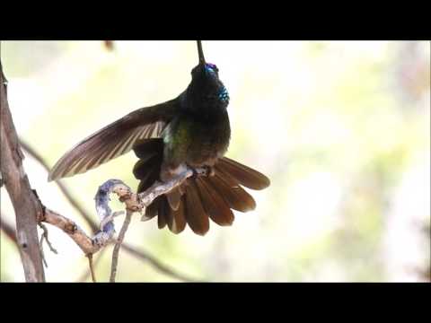 Rivoli's Hummingbird (Formerly Magnificent Hummingbird) - Madera Canyon, Arizona