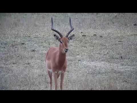 Djuma: Two Impala rams-one has scar/cut/hair missing on left side of stomach - 06:51 - 09/16/21