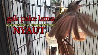 Download lagu trucukan gacor TARUNG ROPEL PANJANG pancingan trucukan agar bunyi jadikan burung trucuk gacor EMOSI mp3 Download lagu trucukan gacor TARUNG ROPEL PANJANG pancingan trucukan agar bunyi jadikan burung trucuk gacor EMOSI mp3