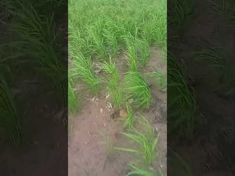 Chuvas reanima agricultoras de Jatobá Maranhão