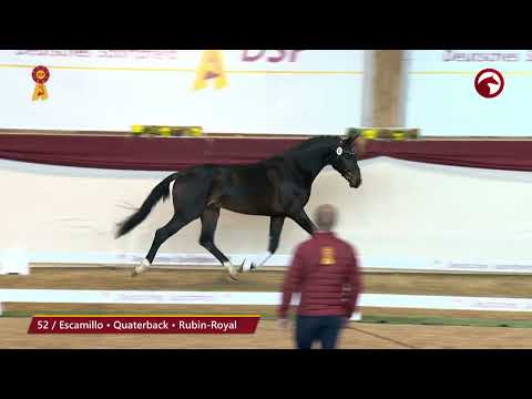 KN 52 von Escamillo / Quaterback