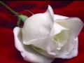 TE LLEGARA UNA ROSA CADA DIA - ALBERTO ...