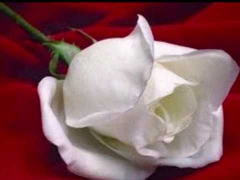 Te Llegara Una Rosa video