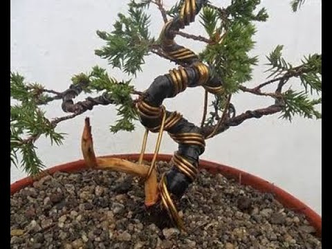 MOVIMENTANDO OS GALHOS DO BONSAI - ABC DO BONSAI RESPONDE