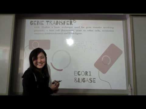 Gene Transfer