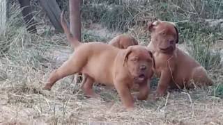 Chiots dogue de Bordeaux