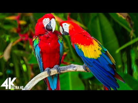 Macaw Parrots 4K - Relaxing Music With Colorful Birds In The Rainforest