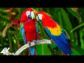 Macaw Parrots 4K Relaxing Music With Colorful Birds In The Rainforest