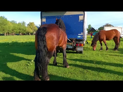 Caii lui dl. Marius de la Sigetu Marmației- Maramureș 2021