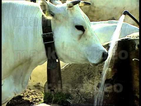 mucche clip1.mov