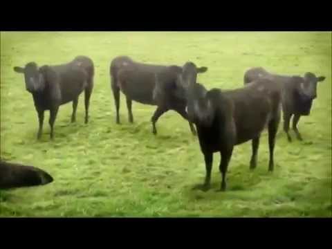 Biffguyz Меня все телки любят Веселый Молочник 2014