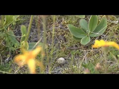 Die Arnika - heilende Kraft aus der Natur