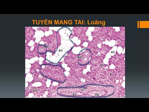 THỰC TẬP MÔ - QUAN SÁT GÌ TRÊN TIÊU BẢN TUYẾN NƯỚC BỌT & GAN & TỤY