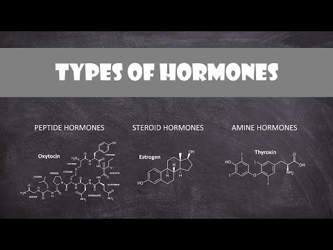 Types of Hormones | Human Physiology