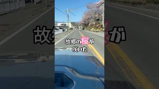 【桜が見たい駐在員】高遠城址公園の天下第一の桜が凄すぎる！#伊那市 #飯田市 #遠山町